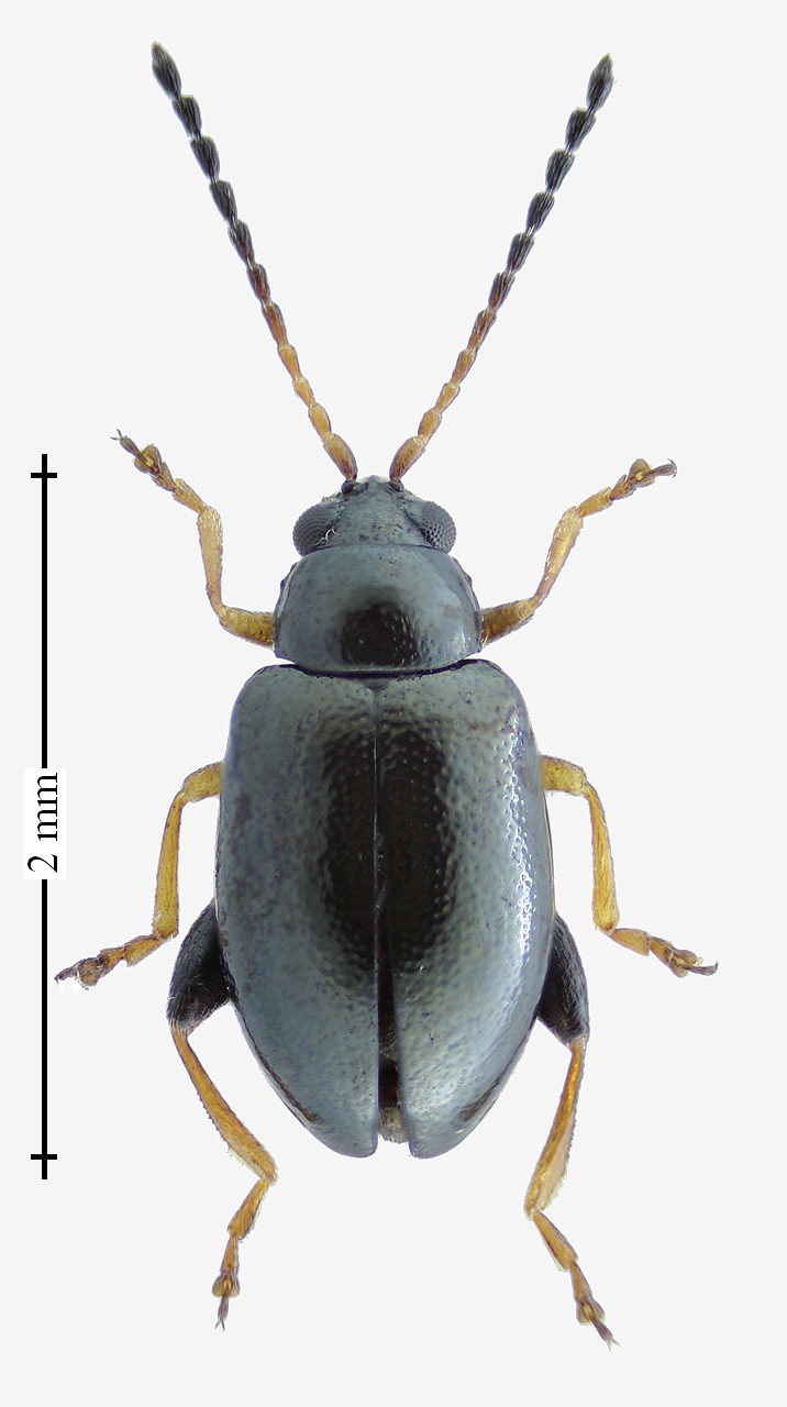 Chrysomelidae